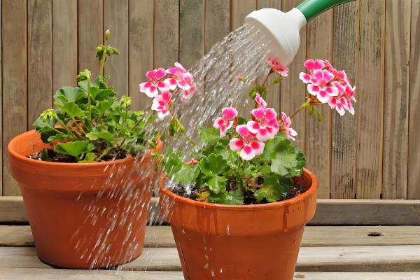 花期的调控方法,开花期间每隔10-15天浇一次水