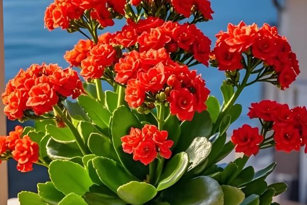 花期的调控方法,开花期间每隔10-15天浇一次水