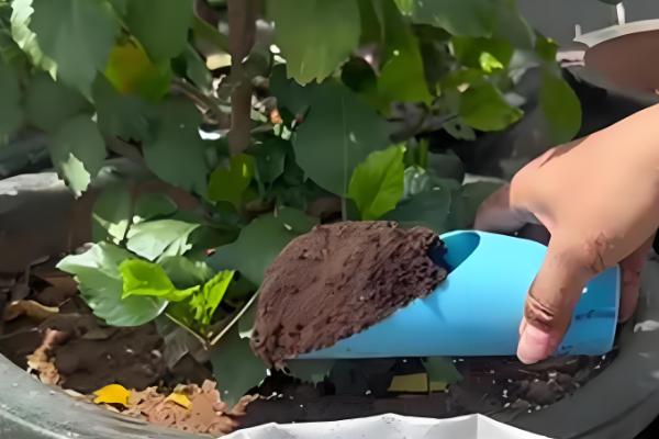 花期的调控方法,开花期间每隔10-15天浇一次水