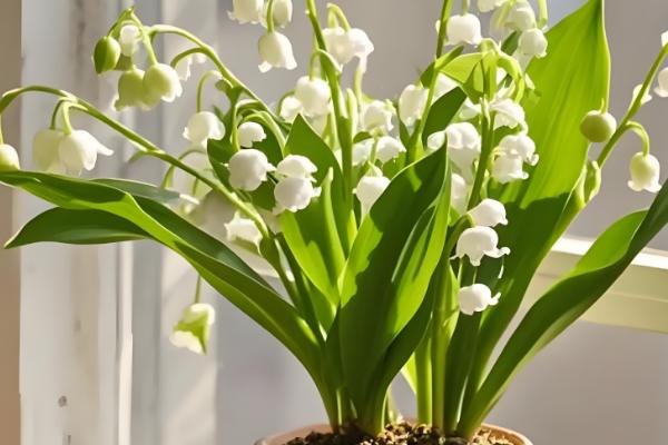 花期的调控方法,开花期间每隔10-15天浇一次水