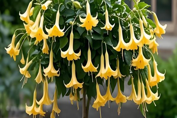 花期的调控方法,开花期间每隔10-15天浇一次水