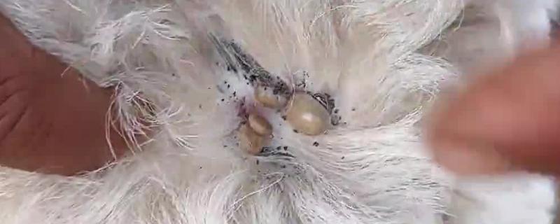 羊蜱虫用哪种药物来消灭，可以用杀螟松、倍硫磷等