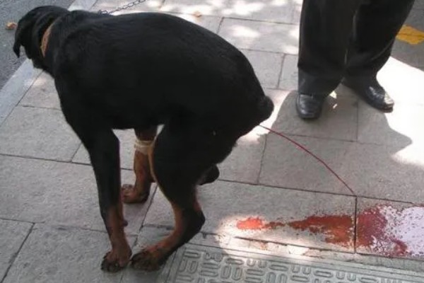 狗狗便便的颜色预示着什么，黄色是属于比较健康的