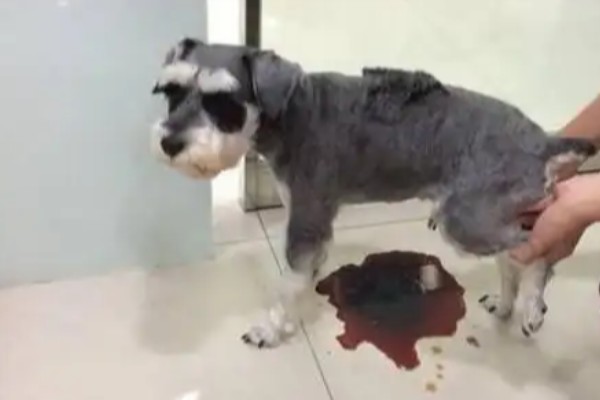 狗狗便便的颜色预示着什么，黄色是属于比较健康的