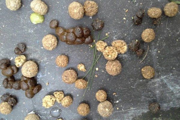 狗狗便便的颜色预示着什么，黄色是属于比较健康的