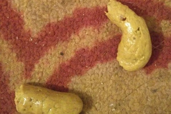 狗狗便便的颜色预示着什么，黄色是属于比较健康的