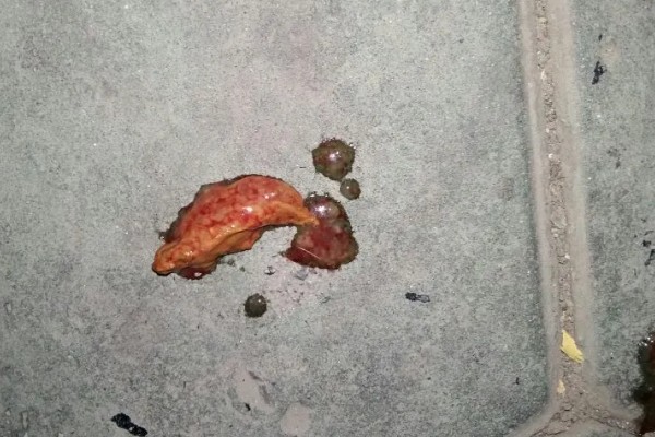 狗狗便便的颜色预示着什么，黄色是属于比较健康的