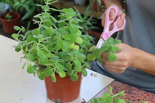 碰碰香老桩如何修剪，摘心是很重要的一步