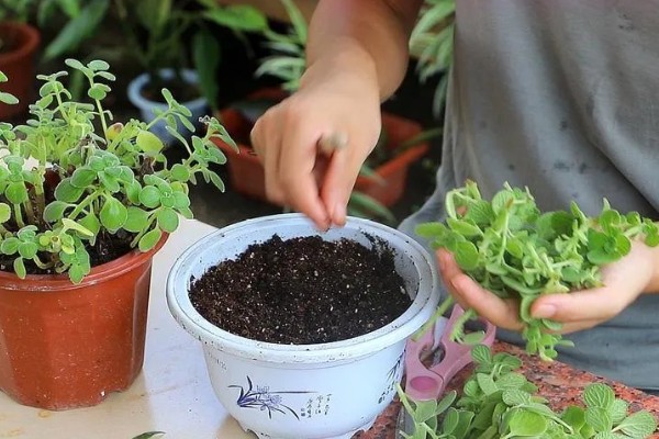 碰碰香老桩如何修剪，摘心是很重要的一步