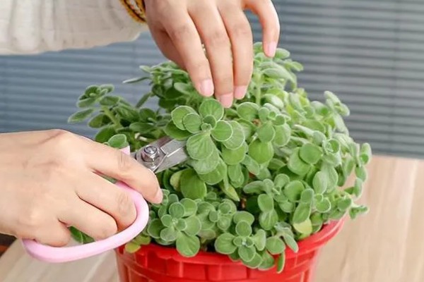 碰碰香老桩如何修剪，摘心是很重要的一步