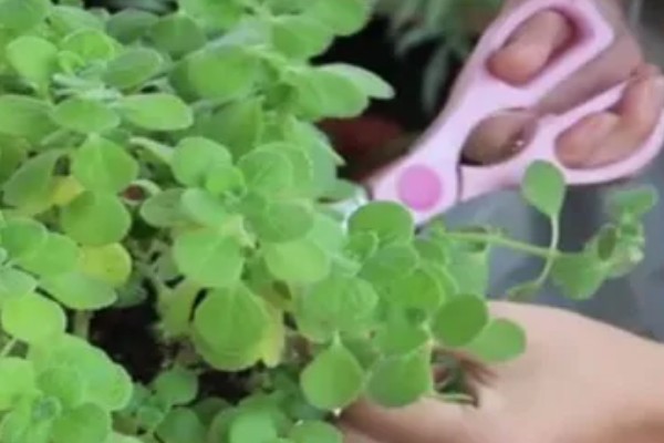 碰碰香老桩如何修剪，摘心是很重要的一步