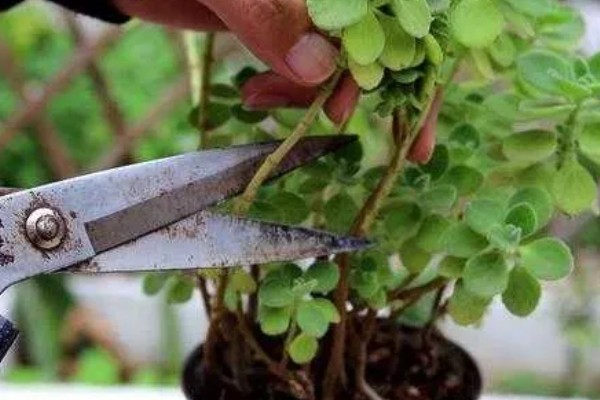 碰碰香老桩如何修剪，摘心是很重要的一步