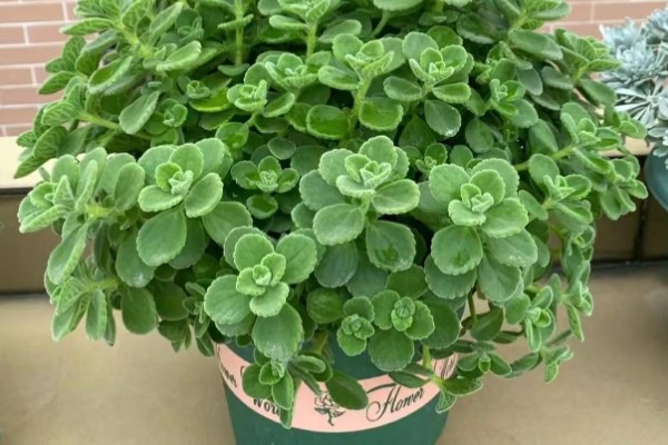 碰碰香老桩如何修剪，摘心是很重要的一步