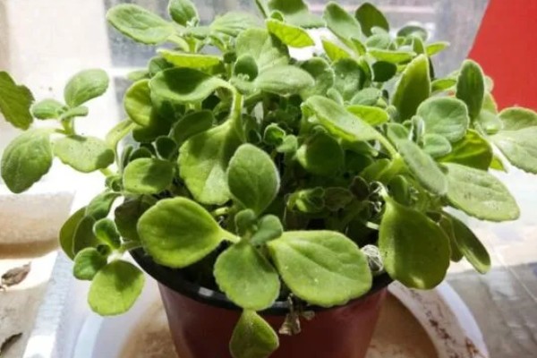 碰碰香老桩如何修剪，摘心是很重要的一步