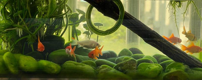 新手养鱼应该怎么养水,自来水要暴晒2-3天才能使用