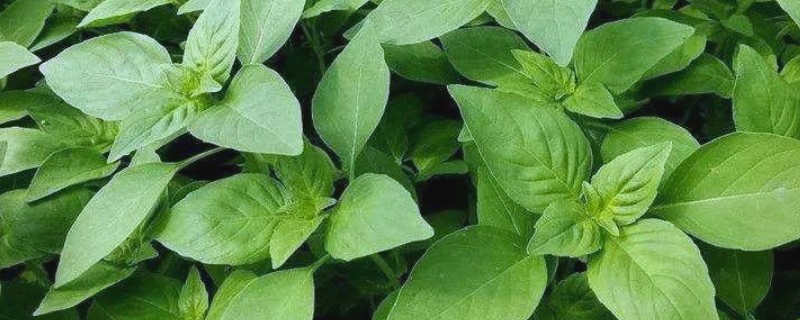 荆芥的种植技术,在每年的春秋季节进行