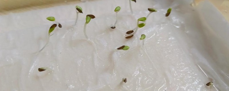 给蔬菜种子催芽要注意什么，根据种壳的厚度决定浸种时间