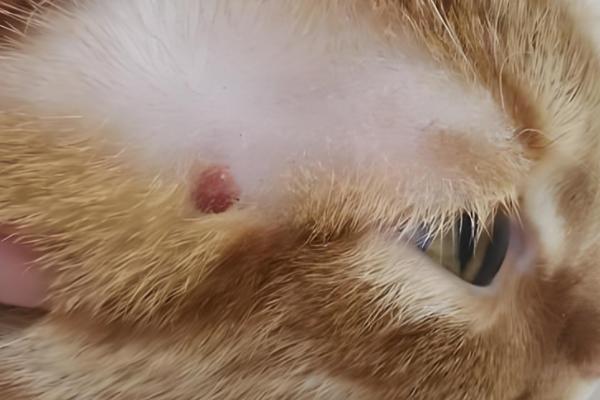 猫得了猫藓怎么办，要对病猫待过的环境进行消毒