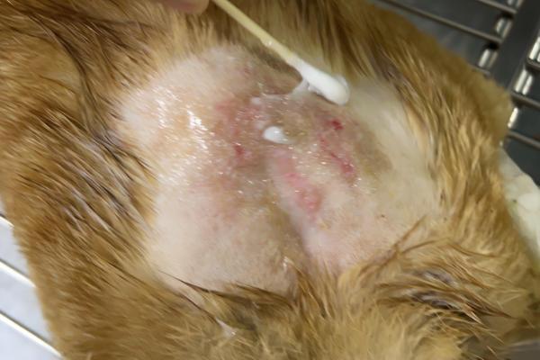 猫得了猫藓怎么办，要对病猫待过的环境进行消毒