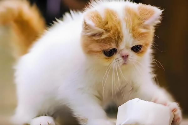 猫得了猫藓怎么办，要对病猫待过的环境进行消毒