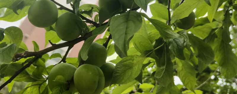 李子的嫁接方法，砧木选择健康的梨树或桃树