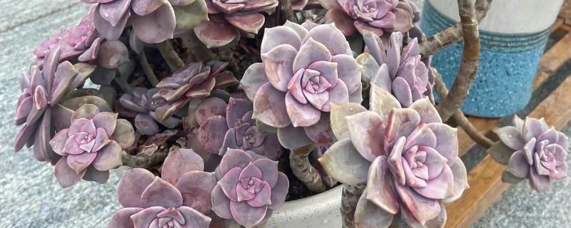 有哪些多肉品种不怕热，有紫乐、姬胧月等