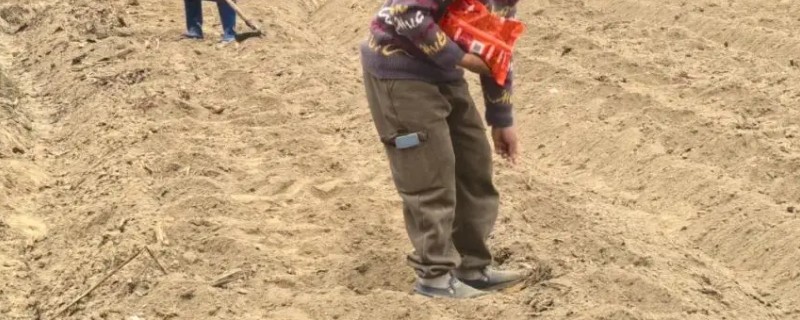 玉米的播种方法，播种前需晒种