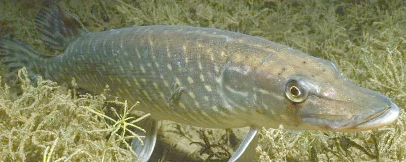 鱼类有肺吗，鱼类是没有肺的