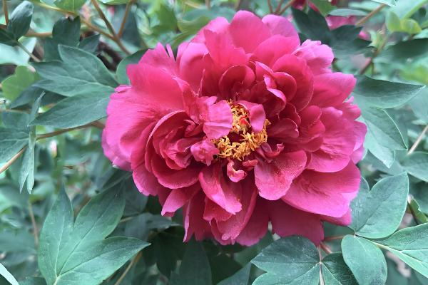 牡丹叶子发黑枯萎要剪掉吗,一般需要剪掉