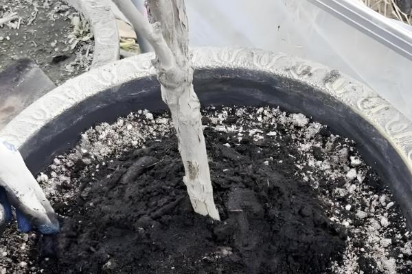 牡丹叶子发黑枯萎要剪掉吗,一般需要剪掉