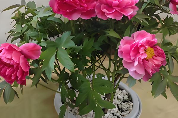 牡丹叶子发黑枯萎要剪掉吗,一般需要剪掉