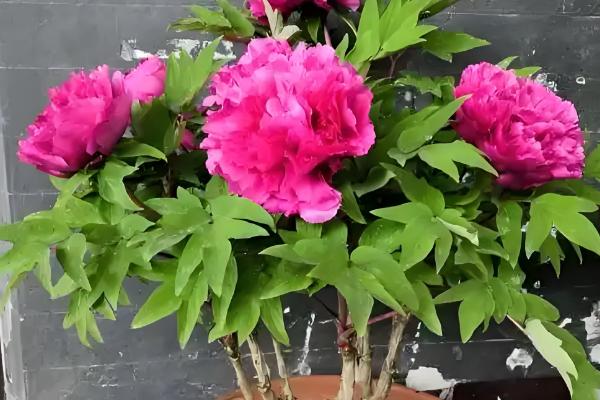 牡丹叶子发黑枯萎要剪掉吗,一般需要剪掉