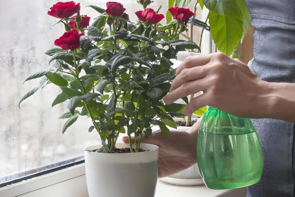 牡丹叶子发黑枯萎要剪掉吗,一般需要剪掉