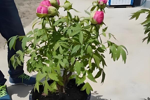 牡丹叶子发黑枯萎要剪掉吗,一般需要剪掉