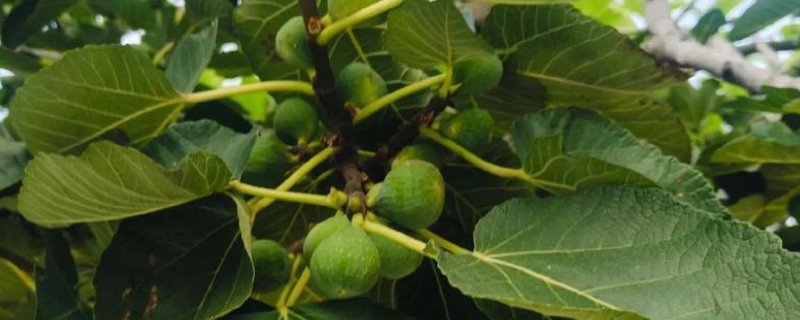 无花果是喜阴还是喜阳,无花果喜阳