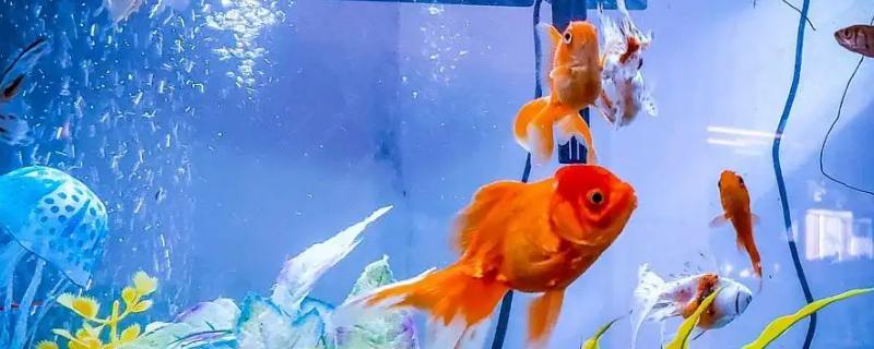 金鱼水温低了会不会死，水温太低时是会死亡的