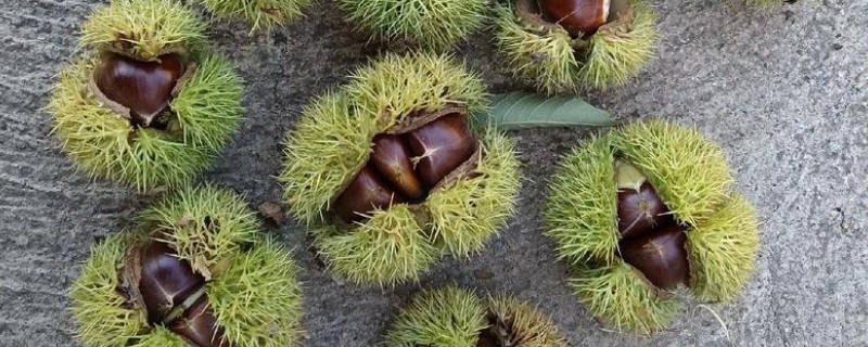 板栗有什么品种，迁西板栗、锥栗板栗等品种的知名度较高