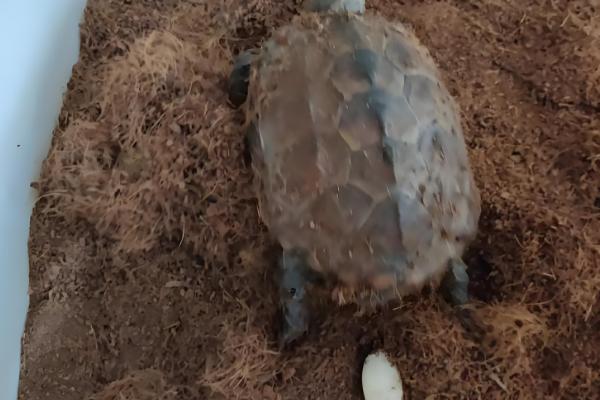 草龟多久可以下蛋,一般养殖5年后才可以