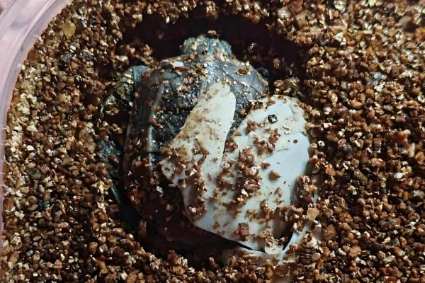 草龟多久可以下蛋,一般养殖5年后才可以