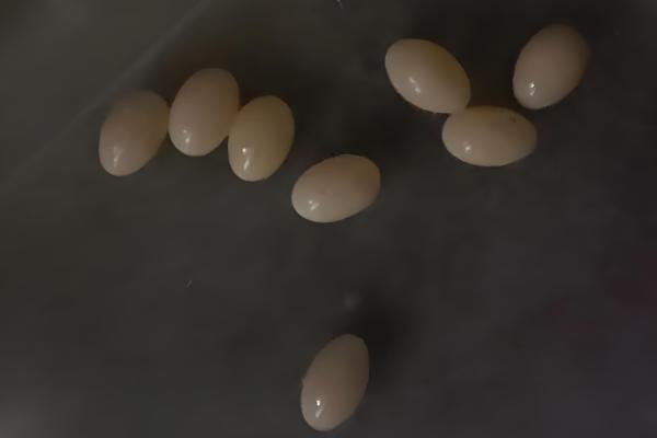 草龟多久可以下蛋,一般养殖5年后才可以