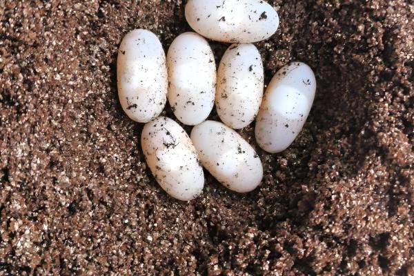 草龟多久可以下蛋,一般养殖5年后才可以