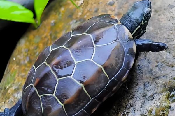 草龟多久可以下蛋,一般养殖5年后才可以