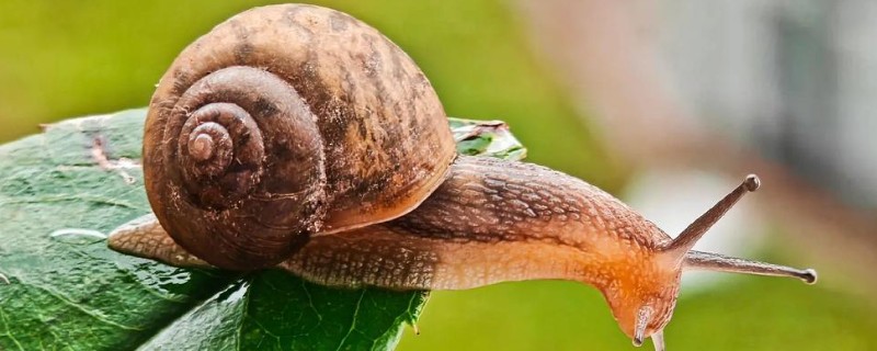 蜗牛有什么种类,常见华蜗牛、玛瑙蜗牛等品种