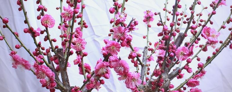 梅花的施肥方法，花后要施基肥