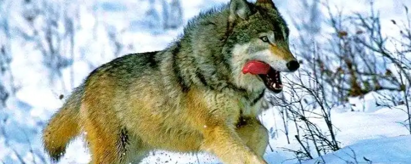 狼怎么繁殖,交配后就会产仔