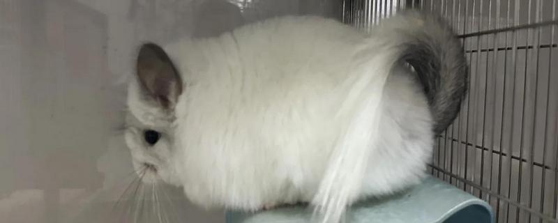 让龙猫的毛发保持光泽度的方法，饲喂葵花籽可改善毛发粗糙的问题