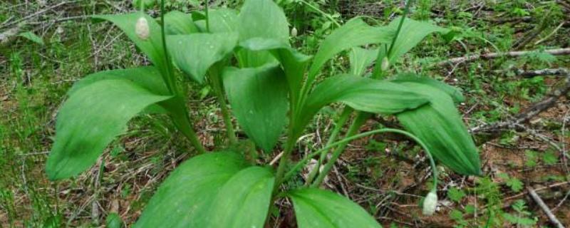 茖葱施肥用什么,使用氮磷钾肥