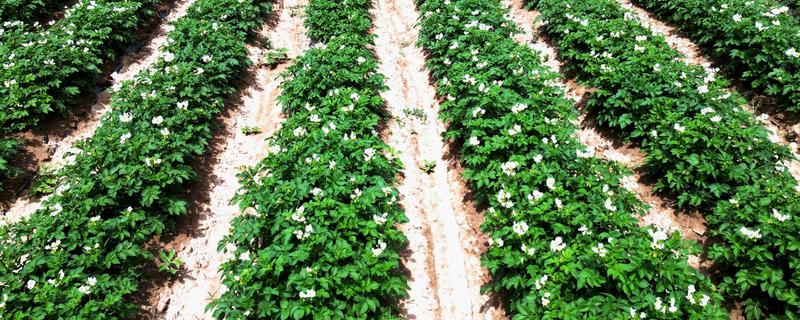 马兜铃的种植方法，首次追肥要使用氮肥