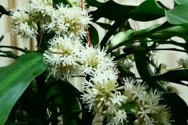 巴西铁树开花有哪些寓意，寓意长寿