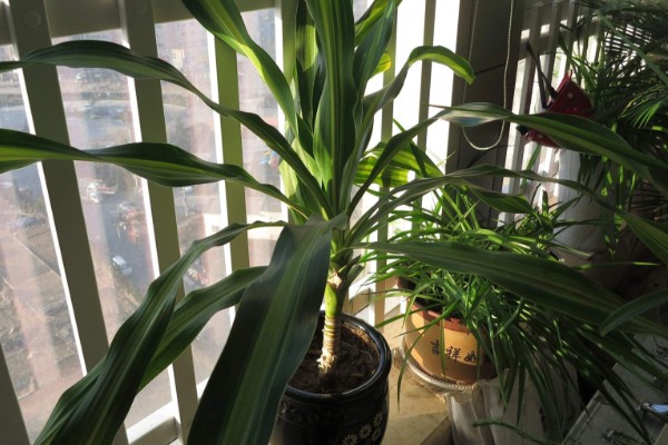 巴西铁树开花有哪些寓意，寓意长寿